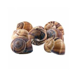 Snails achatine 12/28oz