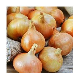 Onions medium 1/22.5kg