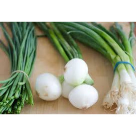 Scallions green onions