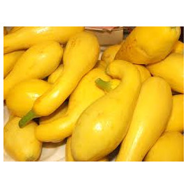 Yellow squash